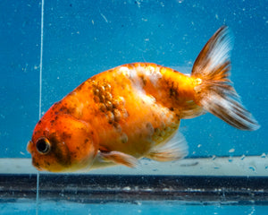 Calcio Ranchu (3.5-4.25 inches)