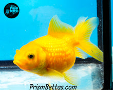 Load image into Gallery viewer, Yellow Pearlscale Goldfish (3.5+ body size)