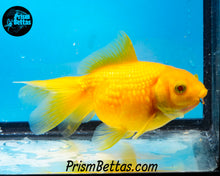 Load image into Gallery viewer, Yellow Pearlscale Goldfish (3.5+ body size)