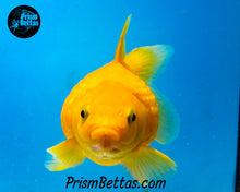 Load image into Gallery viewer, Yellow Pearlscale Goldfish (3.5+ body size)