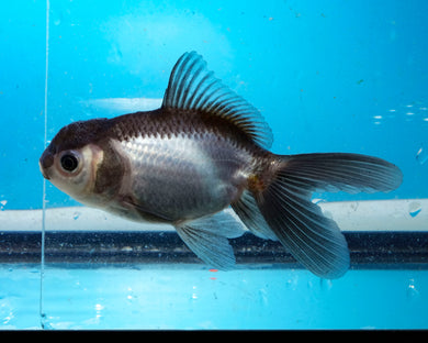 Panda Oranda (3.5-4.25 inches)