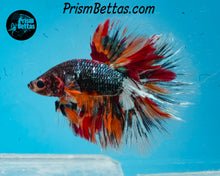 Load image into Gallery viewer, Marble Halfmoon Male