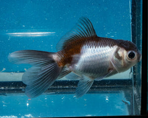Panda Oranda (3.5-4.25 inches)