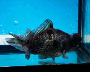 Blue Telescope Butterfly Goldfish (3.5-4.25 inches)