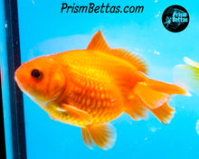 Load image into Gallery viewer, Orange Pearlscale Goldfish (3.5+ body size)