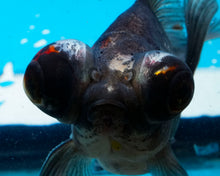 Load image into Gallery viewer, Blue Telescope Butterfly Goldfish (3.5-4.25 inches)