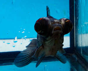 Blue Telescope Butterfly Goldfish (3.5-4.25 inches)