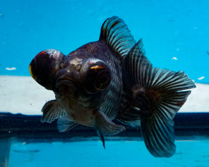 Blue Telescope Butterfly Goldfish (3.5-4.25 inches)