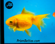 Load image into Gallery viewer, Yellow Pearlscale Goldfish (3.5+ body size)