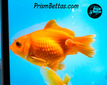 Load image into Gallery viewer, Orange Pearlscale Goldfish (3.5+ body size)