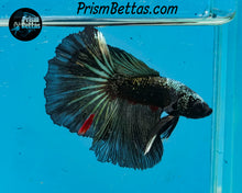 Load image into Gallery viewer, Blacklight Marble Halfmoon Male