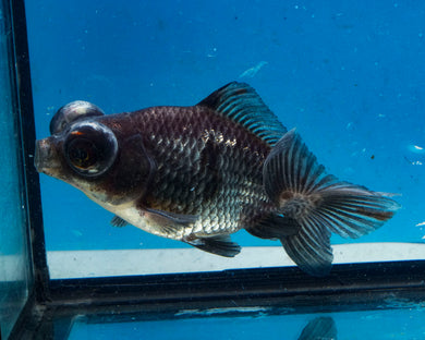 Blue Telescope Butterfly Goldfish (3.5-4.25 inches)