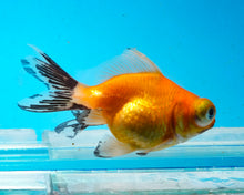 Load image into Gallery viewer, Orange Telescope (2.75-3.5 inches) 2/$35