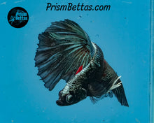 Load image into Gallery viewer, Blacklight Marble Halfmoon Male