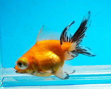 Load image into Gallery viewer, Orange Telescope (2.75-3.5 inches) 2/$35