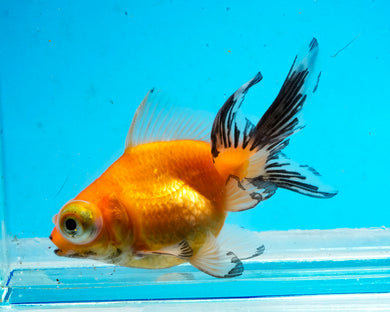 Orange Telescope (2.75-3.5 inches) 2/$35