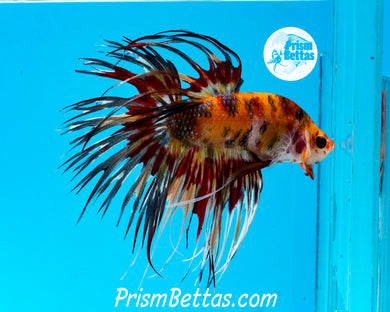 Candy Koi Crowntail Male