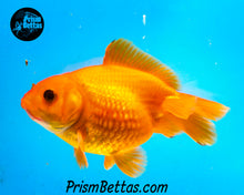 Load image into Gallery viewer, Orange Pearlscale Goldfish (3.5+ body size)