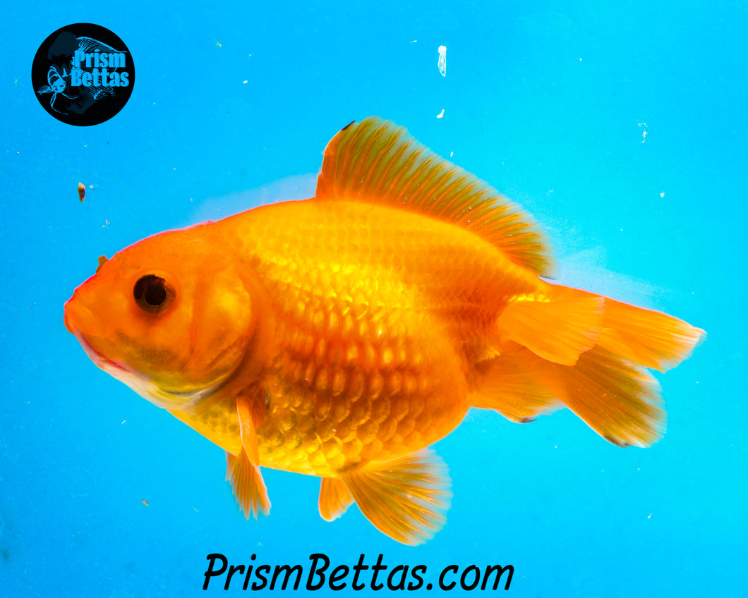 Orange Pearlscale Goldfish (3.5+ body size)