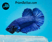 Load image into Gallery viewer, Blue Halfmoon Plakat Male