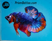 Load image into Gallery viewer, Marble Halfmoon Plakat Male