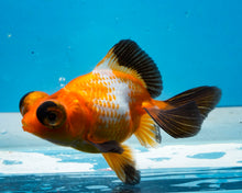 Load image into Gallery viewer, Tricolor Butterfly Telescope (3-4 inches) Imported from Thailand