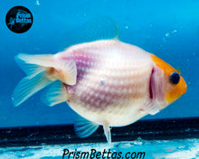 Load image into Gallery viewer, Sakaru Pearlscale Goldfish (3.5+ body size)