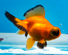 Load image into Gallery viewer, Orange and Black Butterfly Telescope (3-4 inches) Imported from Thailand