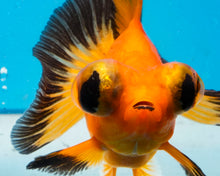 Load image into Gallery viewer, Orange and Black Butterfly Telescope (3-4 inches) Imported from Thailand