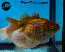 Load image into Gallery viewer, Lavender Pearlscale Goldfish (3.5+ body size)