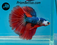 Load image into Gallery viewer, Marble Halfmoon Male