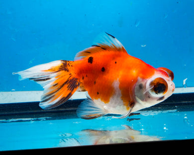 Calico Telescope Butterfly Goldfish (3.5-4.25 inches)