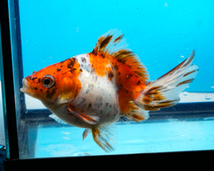 Calico Butterfly Goldfish (3.5-4.25 inches)
