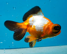 Load image into Gallery viewer, Tricolor Butterfly Telescope (3-4 inches) Imported from Thailand