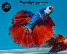 Load image into Gallery viewer, Marble Halfmoon Male