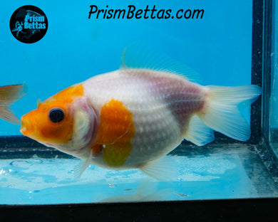 Sakaru Pearlscale Goldfish (3.5+ body size)