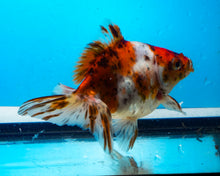Load image into Gallery viewer, Calico Butterfly Goldfish (3.5-4.25 inches)