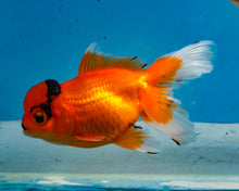 Load image into Gallery viewer, Red and Black Oranda (3.5-4.25 inches)