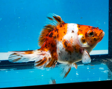 Calico Butterfly Goldfish (3.5-4.25 inches)