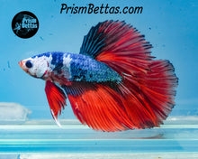 Load image into Gallery viewer, Marble Halfmoon Male