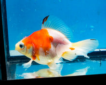 Load image into Gallery viewer, Red and White Butterfly Goldfish (3.5-4.25 inches)