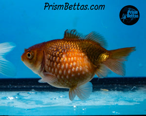 Lavender Pearlscale Goldfish (3.5+ body size)