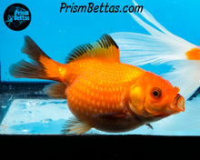 Load image into Gallery viewer, Orange and Black Pearlscale Goldfish (3.5+ body size)