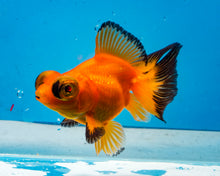 Load image into Gallery viewer, Orange and Black Butterfly Telescope (3-4 inches) Imported from Thailand