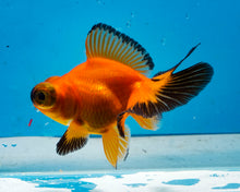 Load image into Gallery viewer, Orange and Black Butterfly Telescope (3-4 inches) Imported from Thailand