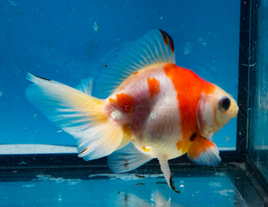 Red and White Butterfly Goldfish (3.5-4.25 inches)