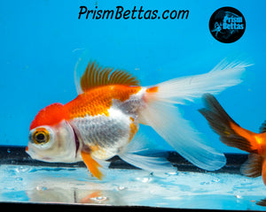 Sakaru Telescope Fantail Goldfish (3.5+ body size) (Copy)