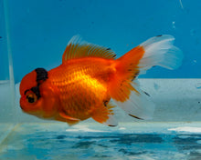 Load image into Gallery viewer, Red and Black Oranda (3.5-4.25 inches)