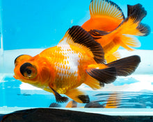 Load image into Gallery viewer, Tricolor Butterfly Telescope (3-4 inches) Imported from Thailand