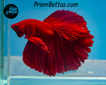 Load image into Gallery viewer, Red Halfmoon Male